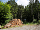 etang de pas bayard - timber 