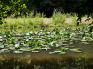 etang de pas bayard - water lilies