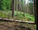 fallen trees
