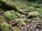 mosses galore