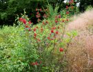 one of a kind red berries