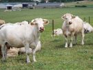 cows near mouzon