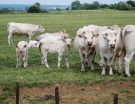calves near mouzon