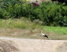 stork near mouzon