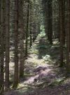 ardoisieres - endless trees