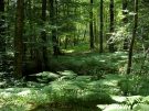 gendarme - where is the path?