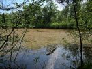 gendarme - overgrown etang