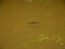 gendarme - trout