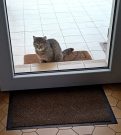 Begging to get inside