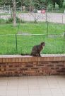 Visiting cat