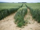 Trail in a corn field