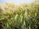 Golden crops