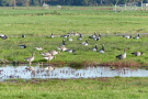 the marshes of botshol 2018 - geese galore