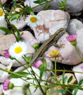 gite-le-taillis-pervencheres-13-guardian-of-the-house 