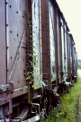 Limerick station row of freight cars 1980