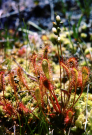 hebrides 1980 north-uist: venus flytrap at cheesebay