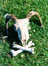 hebrides 1980 north-uist; careless sheep