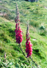 hebrides 1980 north-uist; foxgloves at langass