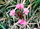 hebrides 1980 north-uist; marsh lousewort