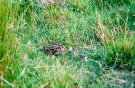 hebrides 1980 north-uist; snipe guarding its nest at hoe beg