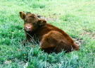 hebrides 1980 north-uist; young calf