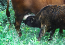 hebrides 1980 skye - calf drinking