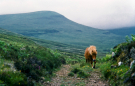 hebrides 1980 skye - horse on path over the keistle 