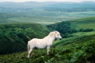hebrides 1980 skye - white horse on the keistle