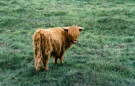 hebrides 1980 skye - highlander on the keistle