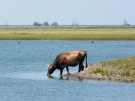 the dutch serengetti (oostvaardersplassen) - heck cow