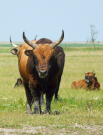 the dutch serengetti (oostvaardersplassen) - heck cattle