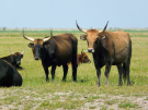 the dutch serengetti (oostvaardersplassen) - heck cattle