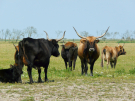 the dutch serengetti (oostvaardersplassen) - heck cattle