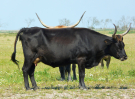 the dutch serengetti (oostvaardersplassen) - heck cattle