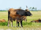 the dutch serengetti (oostvaardersplassen) - heck cattle