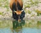 the dutch serengetti (oostvaardersplassen) - heck cow drinking