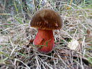 mushrooms / toadstools on the Den Treek estate - heksenboleet