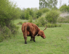 2022 horsterwold stille kern highlanders