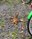 jyvaskyla finland city centre - squirl waving goodbye with its tail