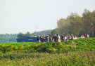 the dutch serengetti (oostvaardersplassen) - a herd of viewers