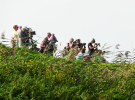 the dutch serengetti (oostvaardersplassen) - a herd of viewers