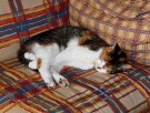 kimmie sleeping