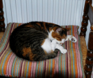 kimmie sleeping