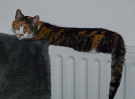 kimmie on the heater