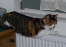 kimmie on the heater
