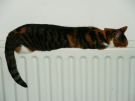 kimmie in the heater
