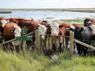 springtide on ameland - september 2022 - cows in the salt marshes at springtide asking fro help