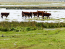 springtide on ameland - september 2022 - cows in the salt marshes at springtide