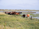 springtide on ameland - september 2022 - cows in the salt marshes at springtide