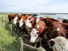 springtide on ameland - september 2022 - cows in the salt marshes at springtide asking fro help